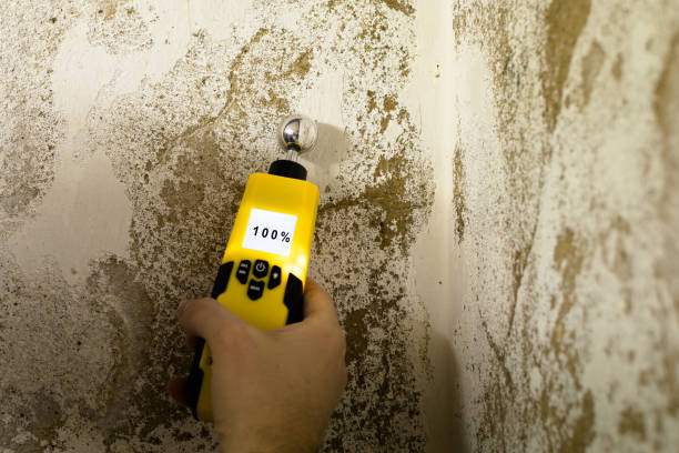 Professional Mold Inspection, Removal & Remediation in Alexandria, LA